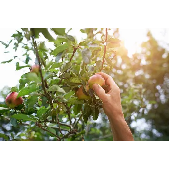 Organic Apple Plant